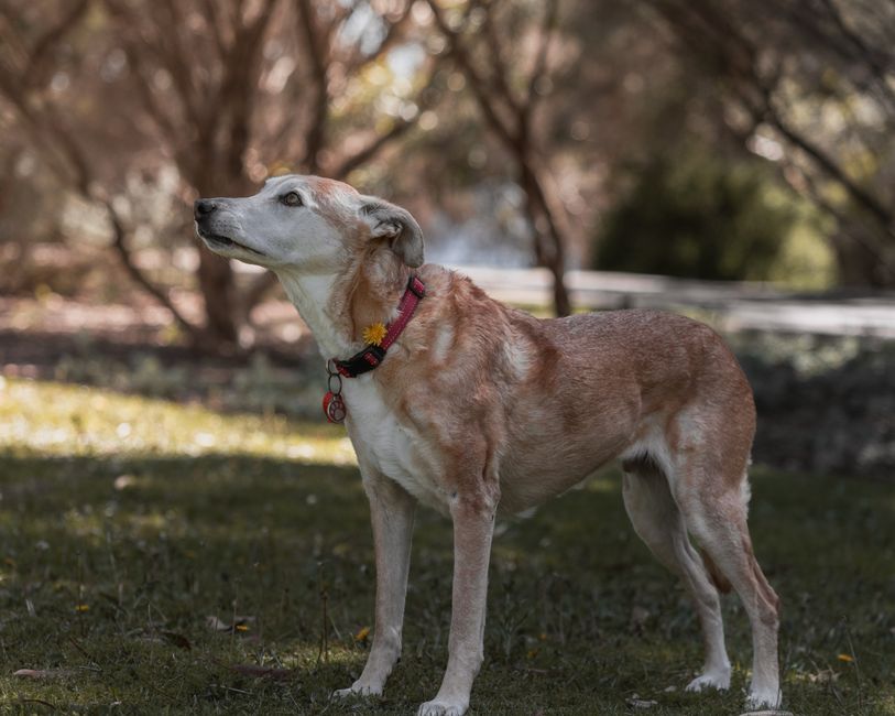 犬の涙やけが気になる…ドッグフードの見直しとおすすめの選び方