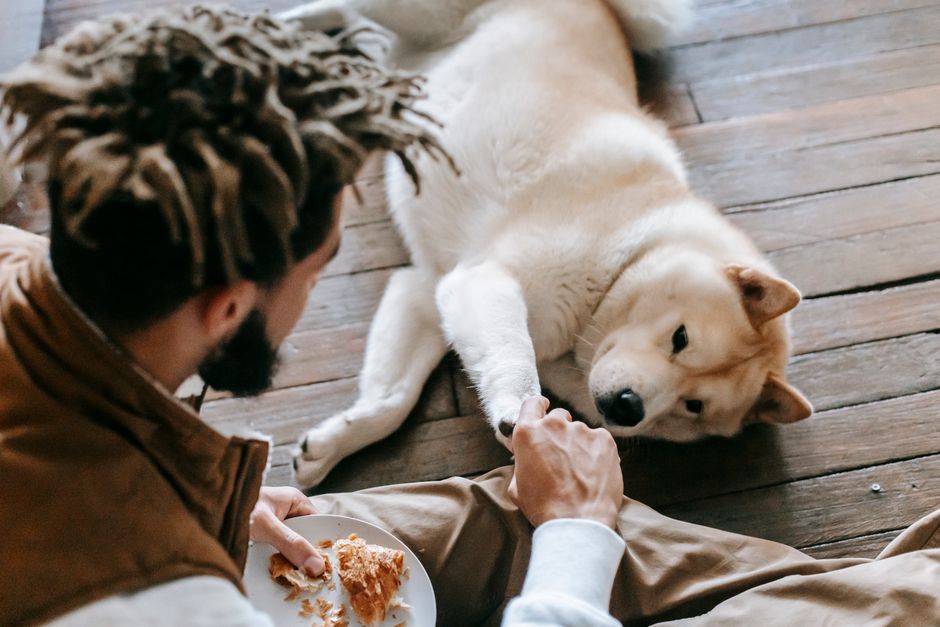 犬のフード計量カップとスケールの選び方|毎日の給与量をブレなく量るコツ