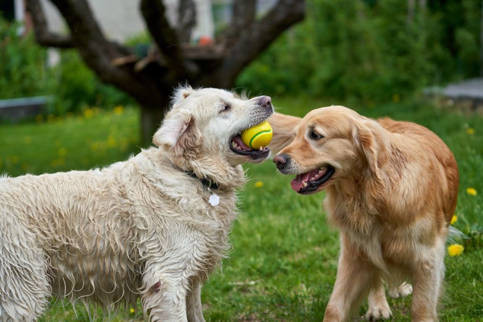 犬が皮膚をかゆがるのはフードのせい？アレルギーと食事の見直し方