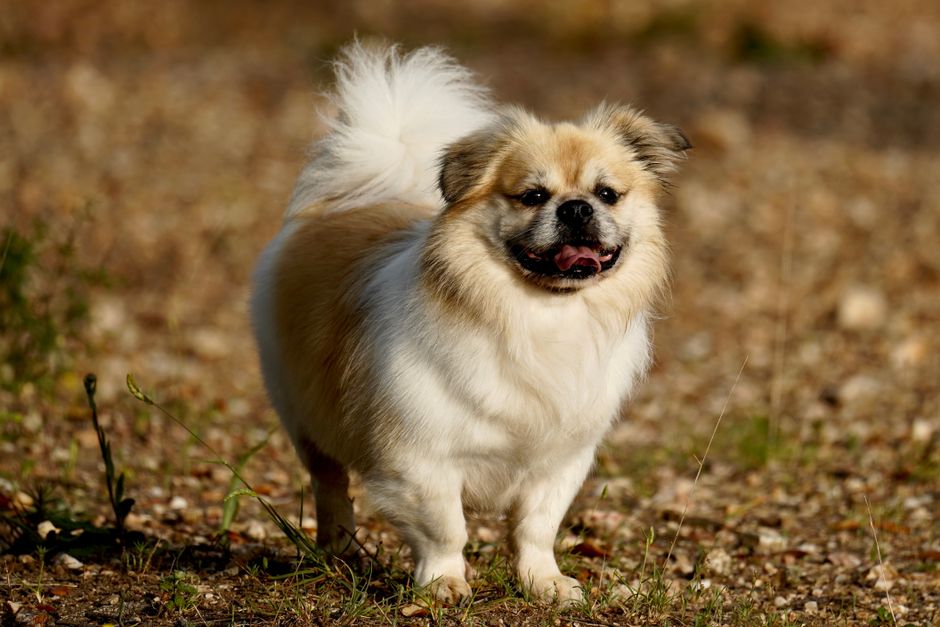 犬の自動給水器の選び方｜静音性・容量・お手入れで比べた実売5台