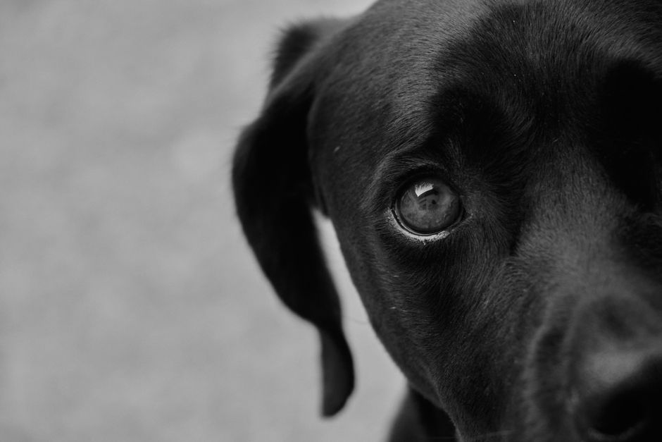 犬のうんちがゆるい…原因とドッグフードの見直し方・選び方ガイド