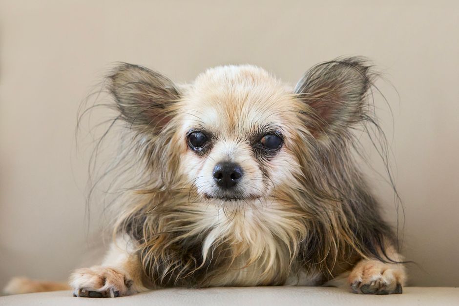 ミシュワン ドッグフードの評価｜国産原料と価格から向く犬・向かない犬を解説